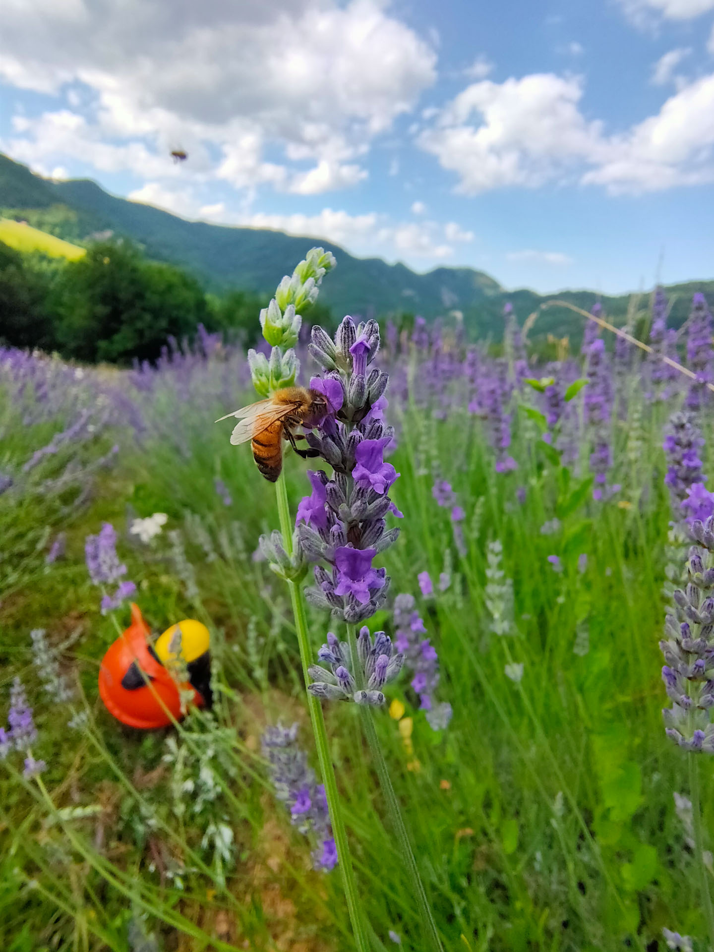 Lavanda biologica monti Sibillini a Ascoli