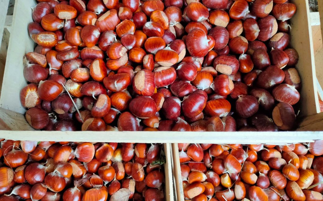 Castagne e marroni coltivati ad Ascoli