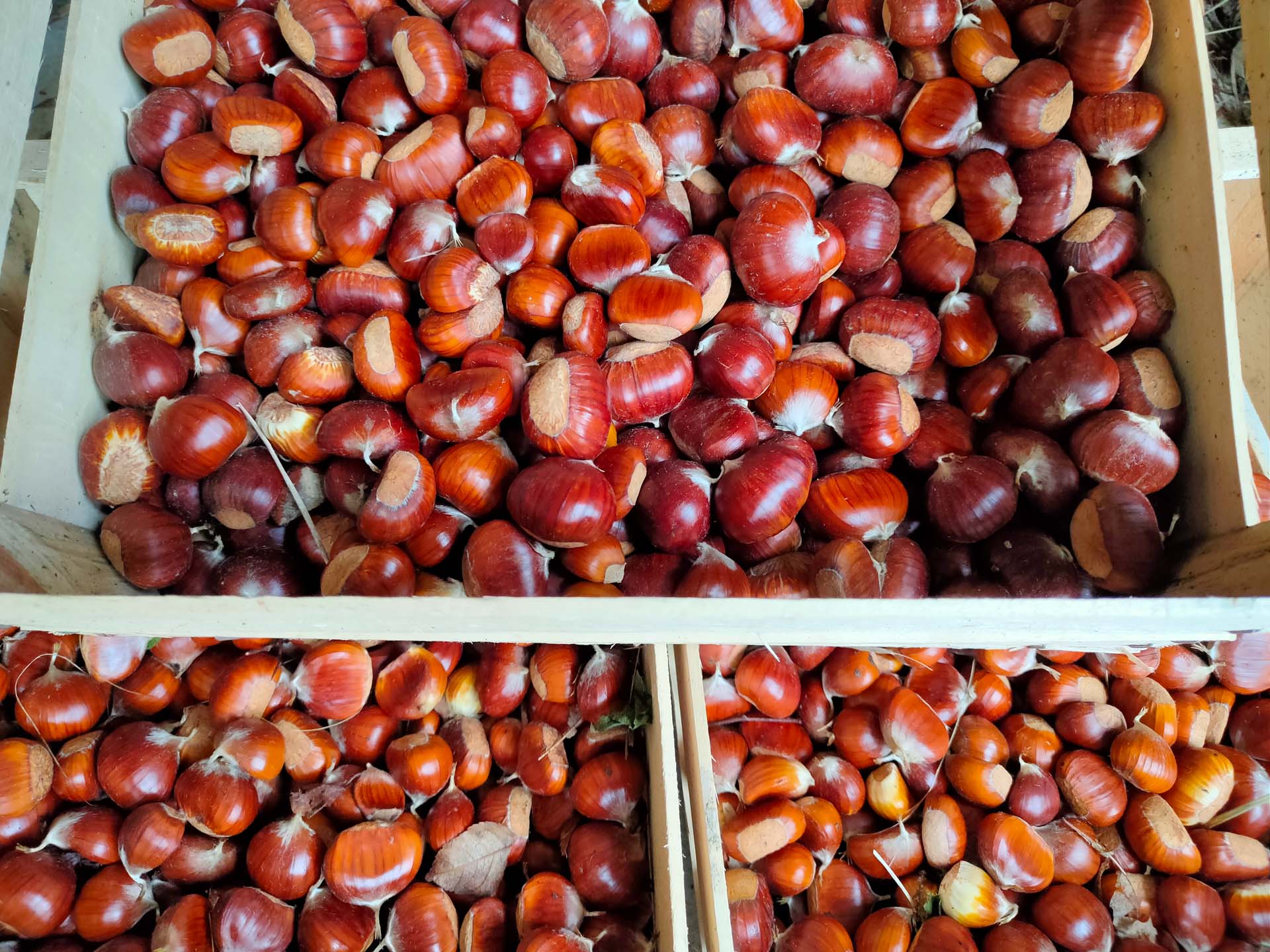 Castagne e marroni coltivati ad Ascoli