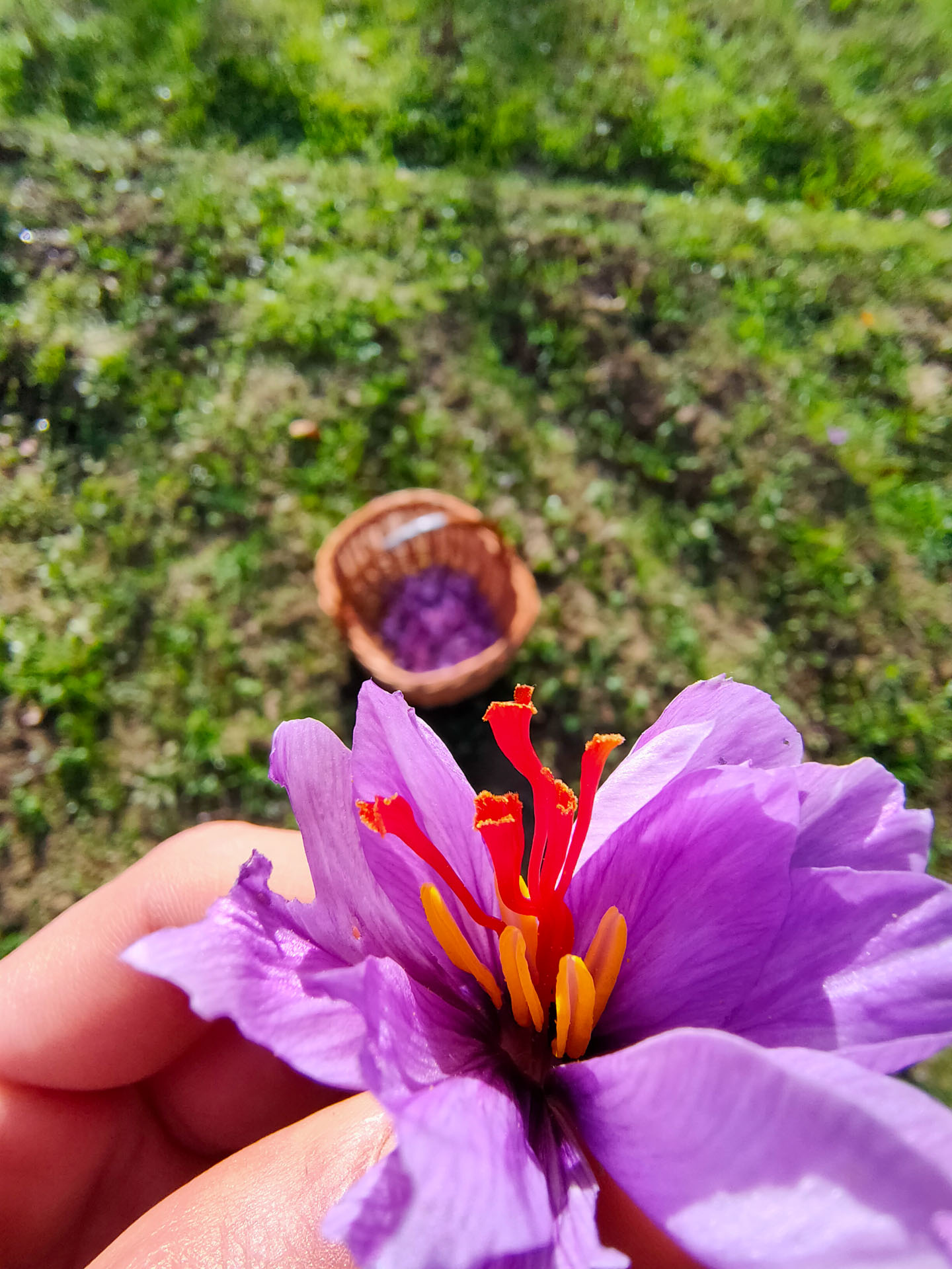 Prodotti bio lavanda Monti Sibillini