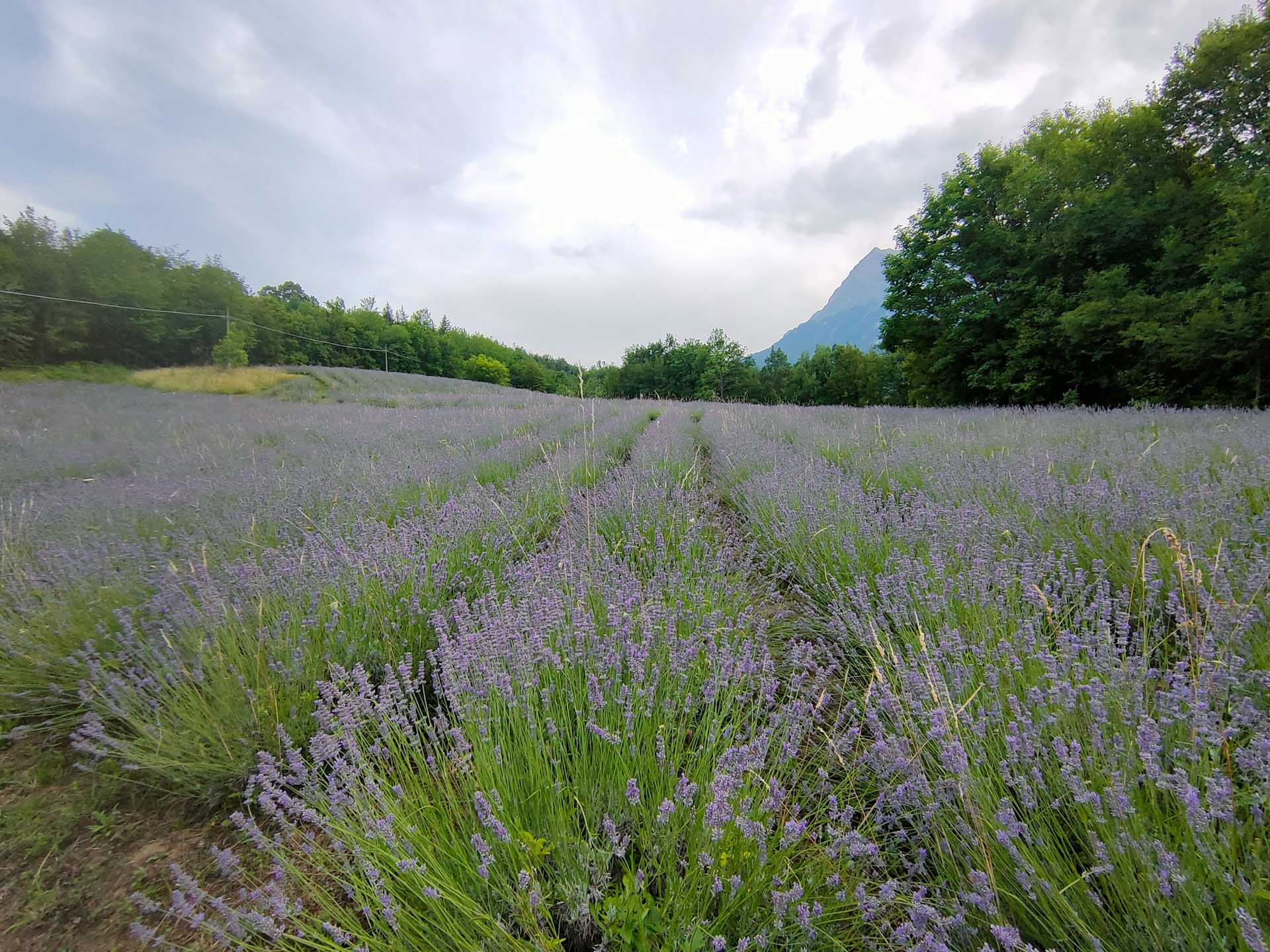 Prodotti fatti con la lavanda a Ascoli